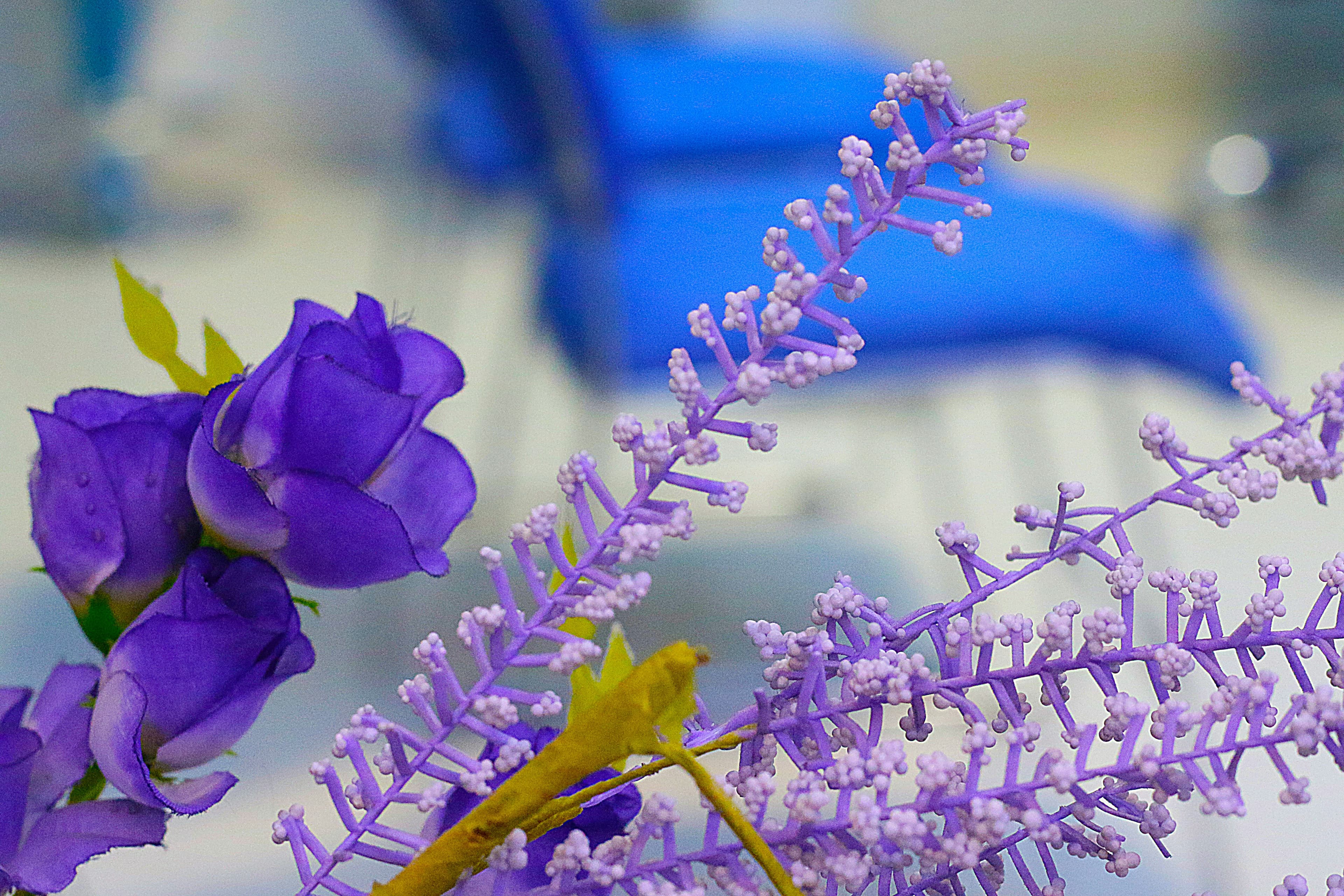 Growth & Performance Enhancer