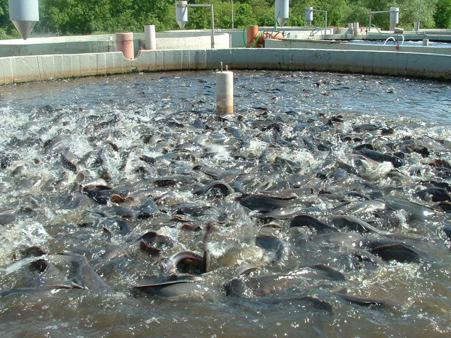 Commercial fish farming tank