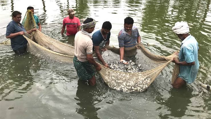 Fish harvest from aquaculture pond
